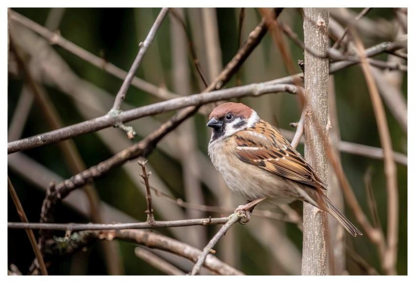 Sparrow Bird Nature Feathers