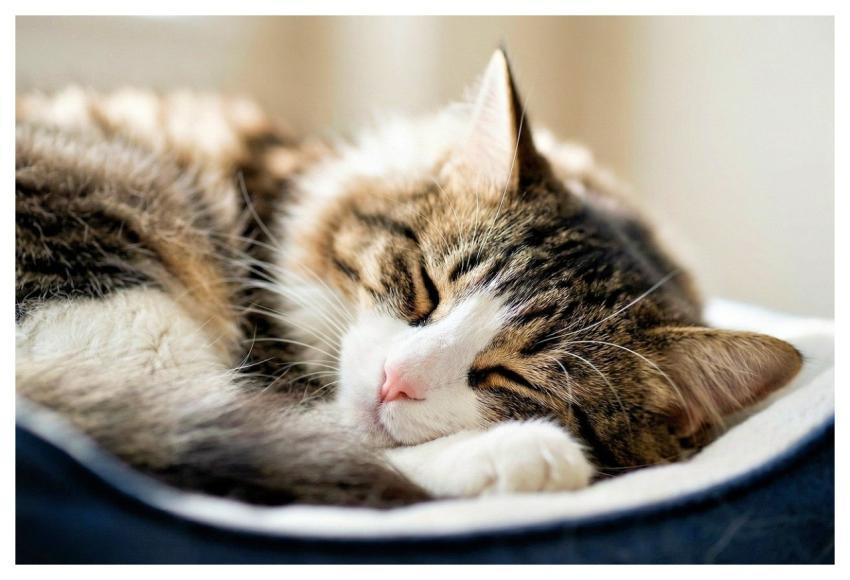 Cat Feline Pet Domestic Cat