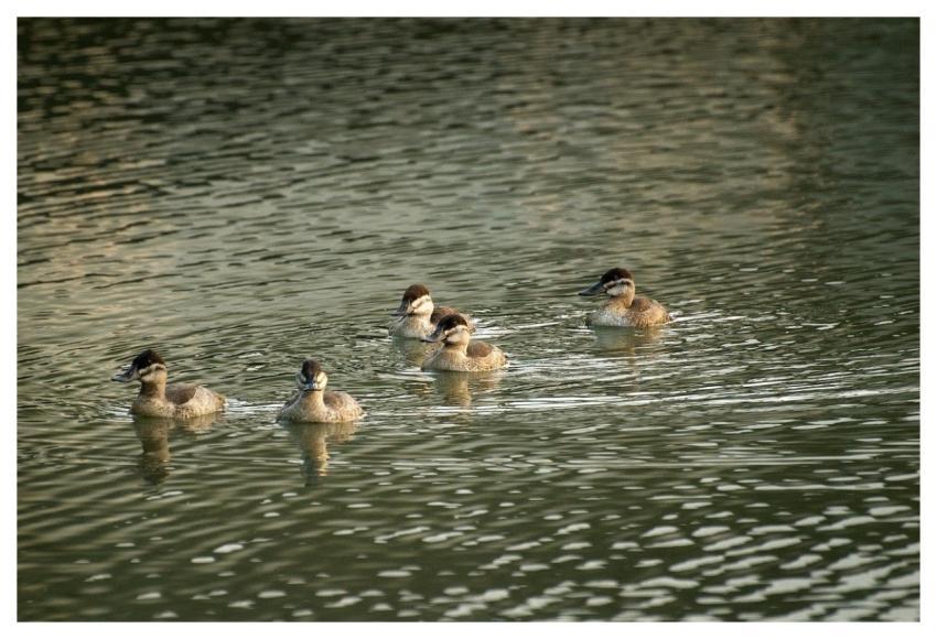 Duck Nature Wildlife Bird