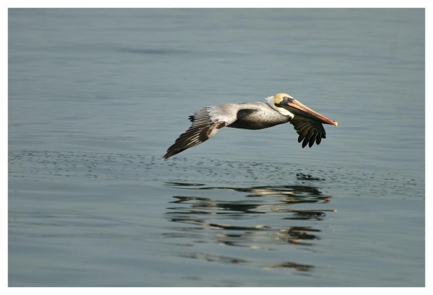 Pelican Nature Wildlife Bird