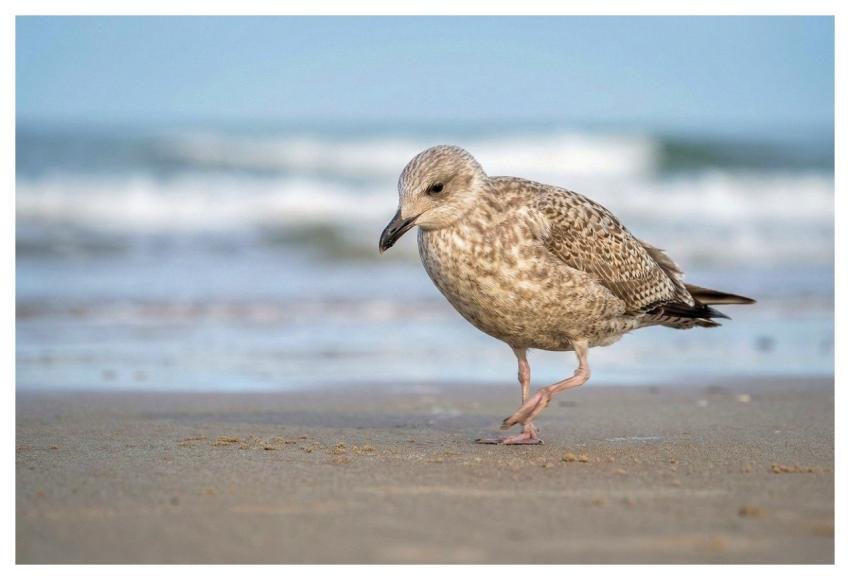 Seagull Bird Wild Animals Nature