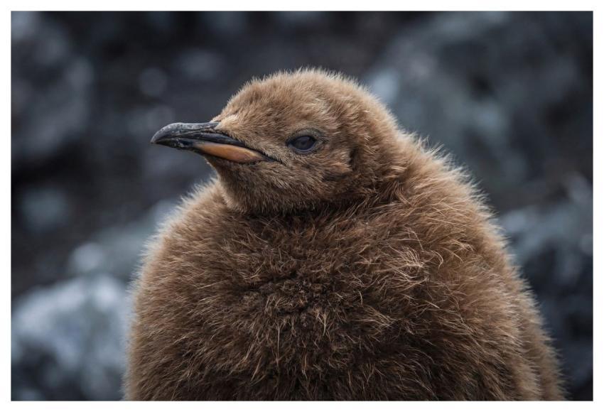 King Penguin Chick Juvenile Bird