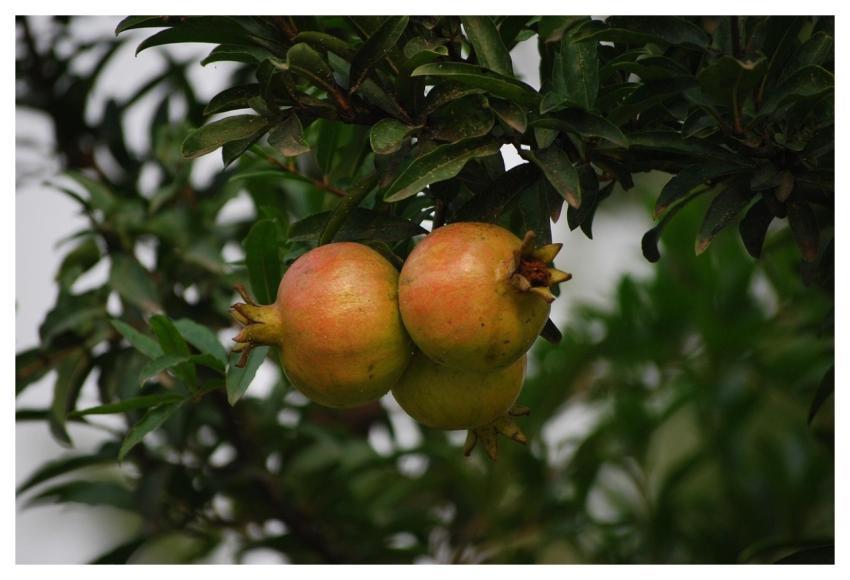 Fruit Tree Cluster Natural