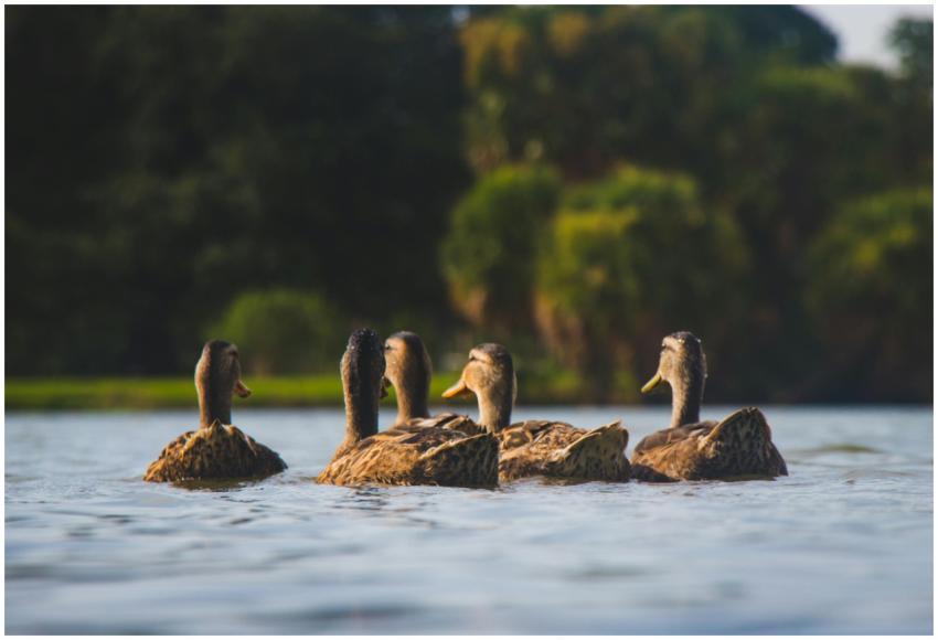 A tranquil scene with ducks gracefully swimming in