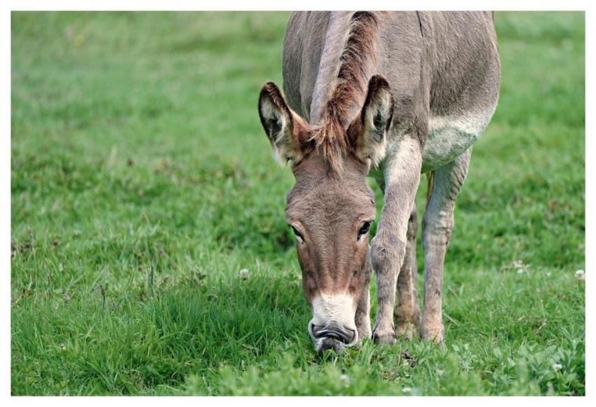 Donkey Free Wallpaper Pasture Free Background