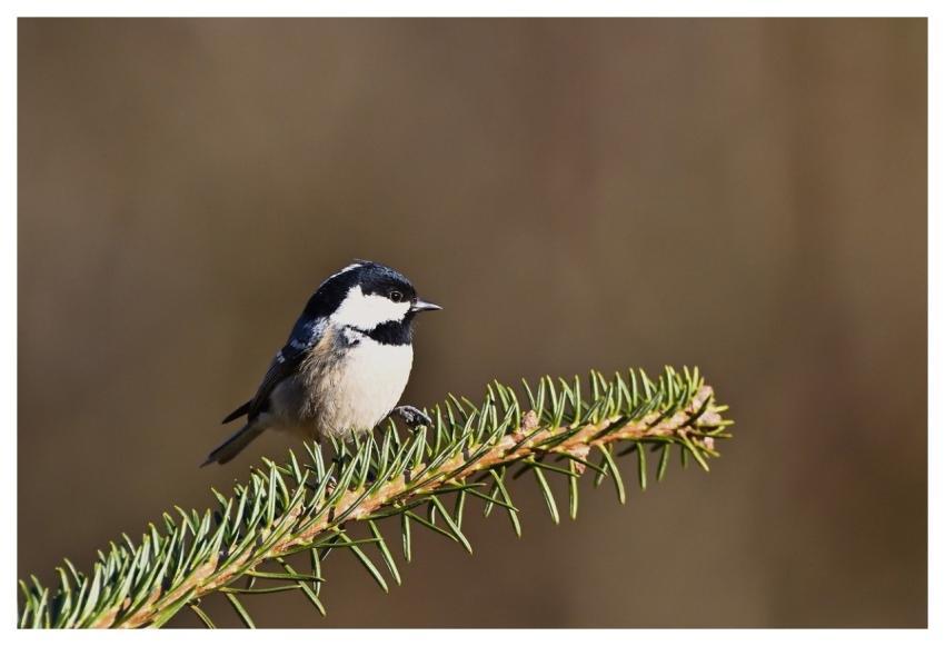Bird Coal Tit Autumn Conifer
