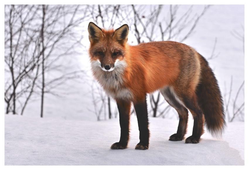 Fox Nature Animals Roux