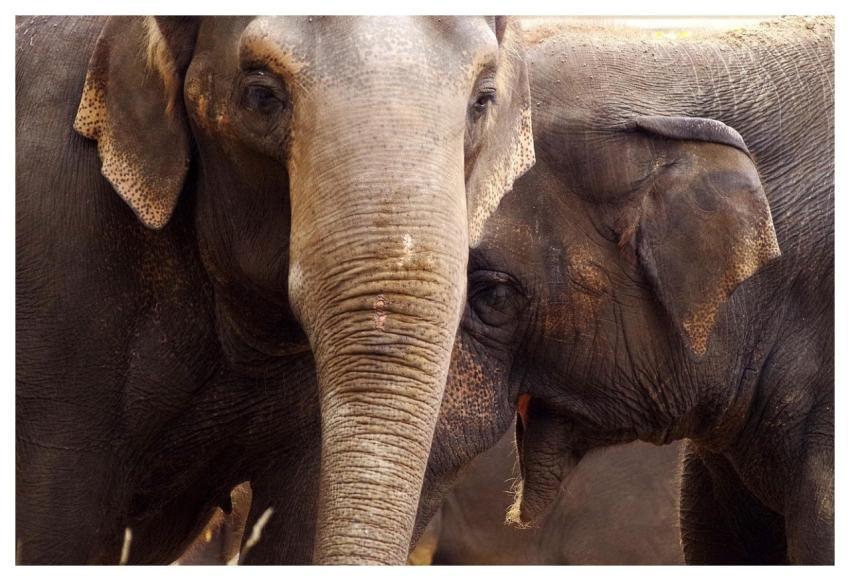 Animal Elephant Mammal Species