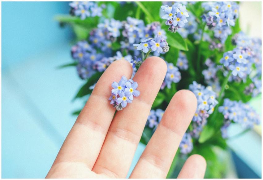 Gentle hand holding a delicate forget-me-not flowe