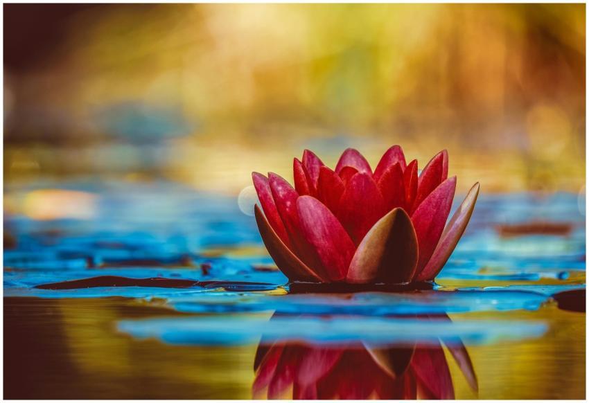A vivid red water lily blooms elegantly on a seren