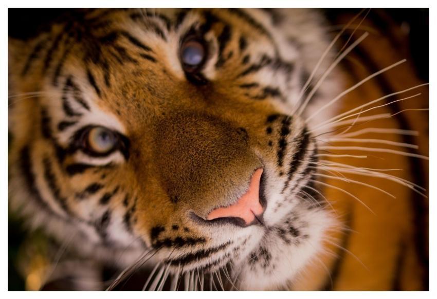 Tiger Nature Whiskers Carnivore