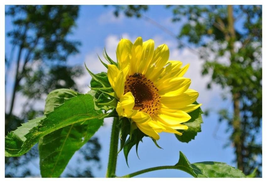 Sunflower Nature Flower Blossom