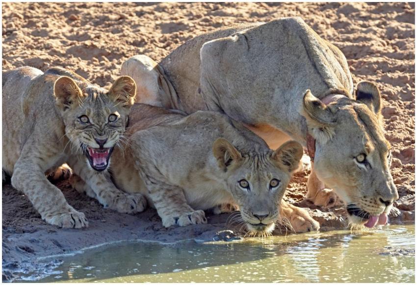 Lionesses and cubs at a watering hole in South Afr