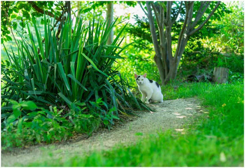 A white and black cat sits on a pathway in a lush