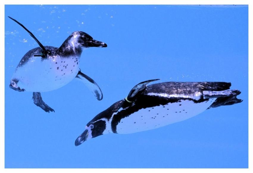 Penguin Nature Underwater Swim