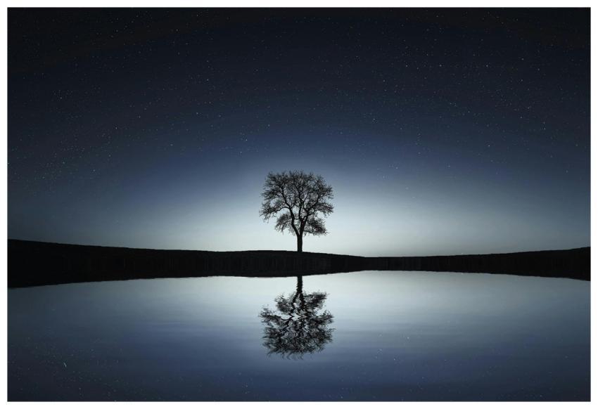 A solitary tree reflects in a tranquil lake under