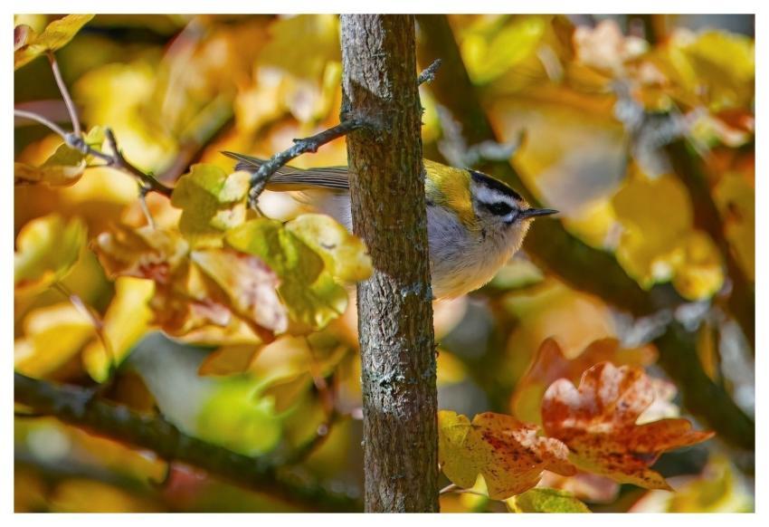 Kinglet Bird Wild Bird Songbird