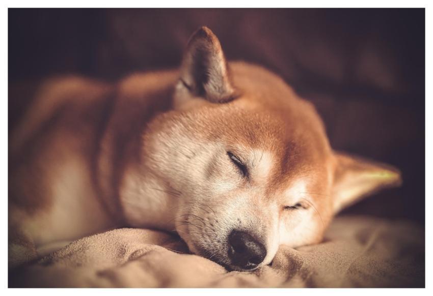 Dog Breed Shiba Domestic Animal