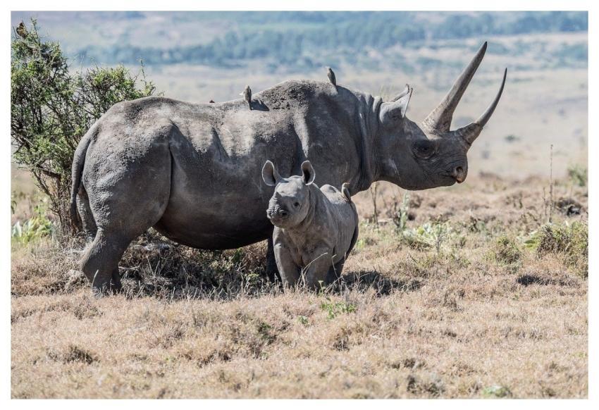 Rhino Black Rhino Rhino Mum Rhino Baby