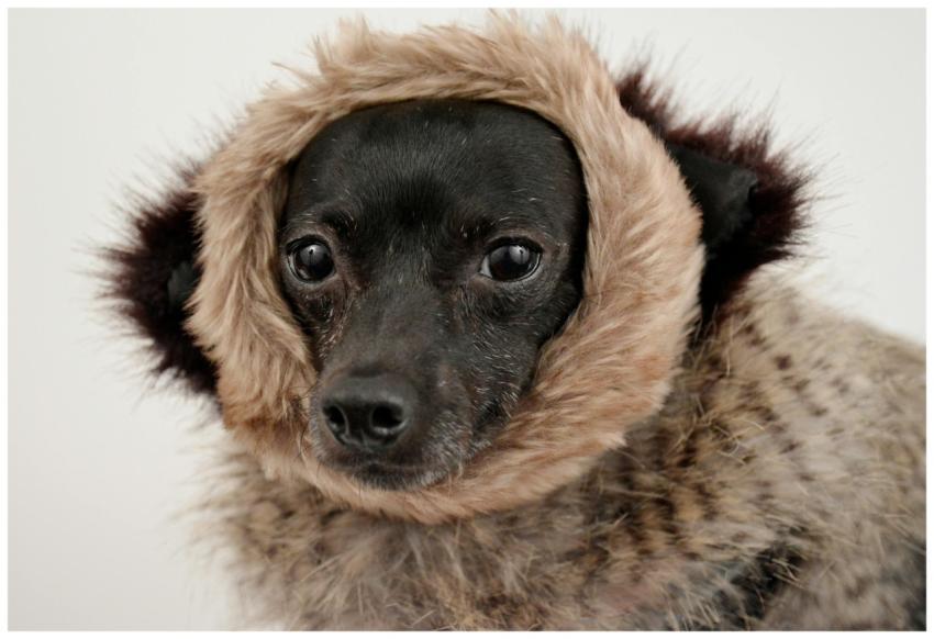 Close-up portrait of an adorable black dog wearing
