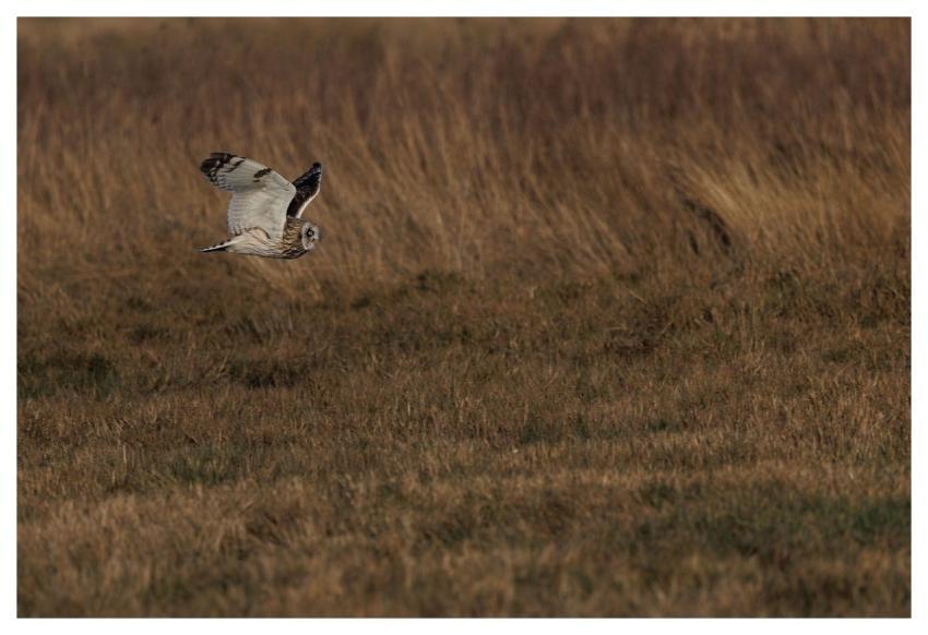 Short-Eared Owl Owl Bird Nature