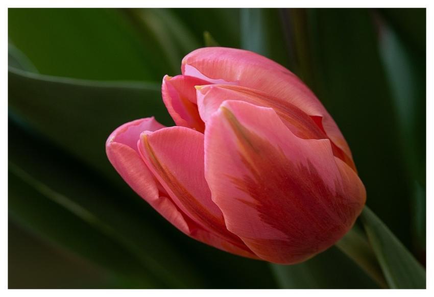 Nature Blossoms Flower Wallpaper Tulips