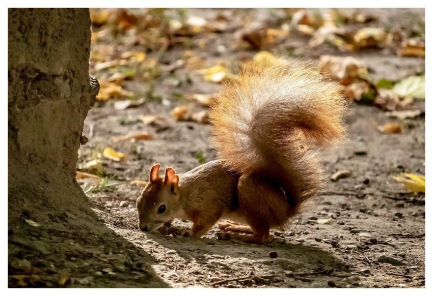 Squirrel Nearby Nature Eat