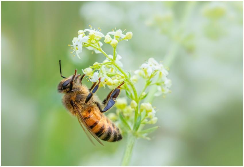 Close-up of a honey bee collecting nectar from whi