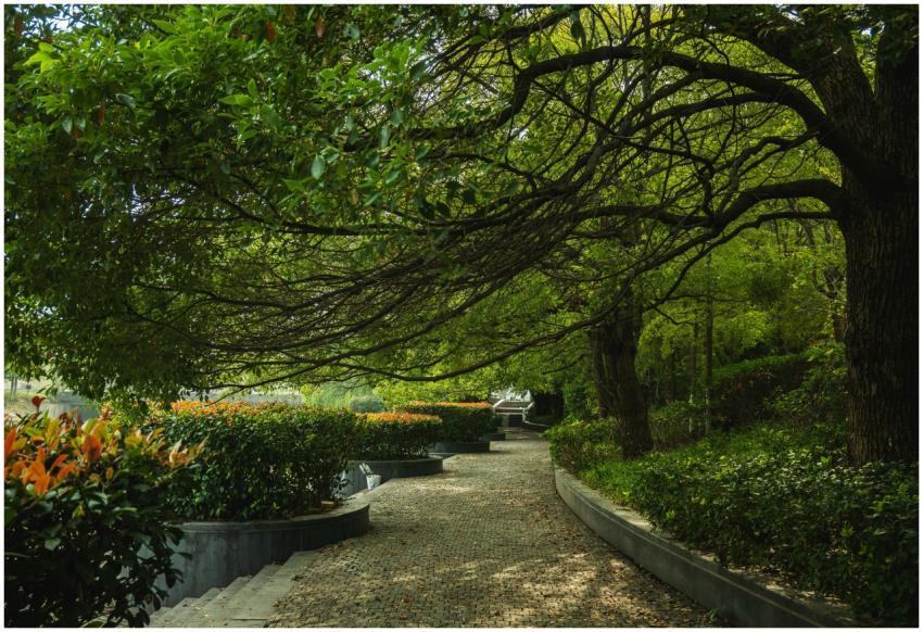 Peaceful pathway in a park surrounded by lush gree