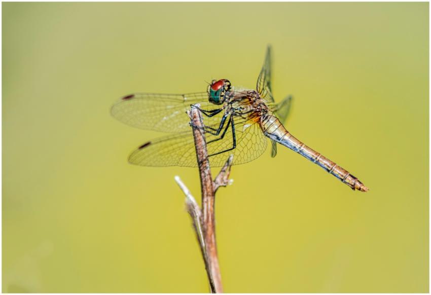 Vibrant dragonfly with delicate wings resting on a