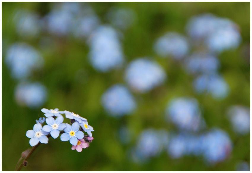 Delicate forget-me-not flowers blooming in a lush