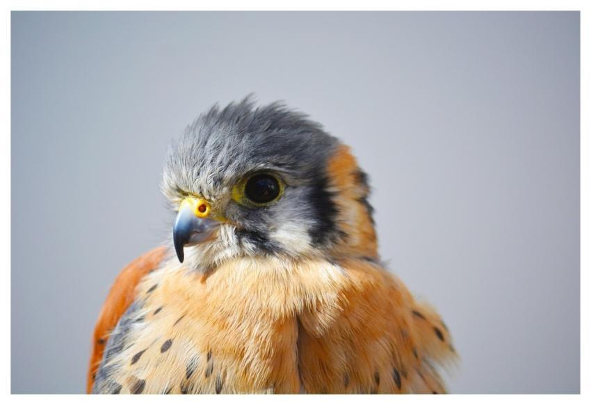 Bird Beak Feathers Plumage