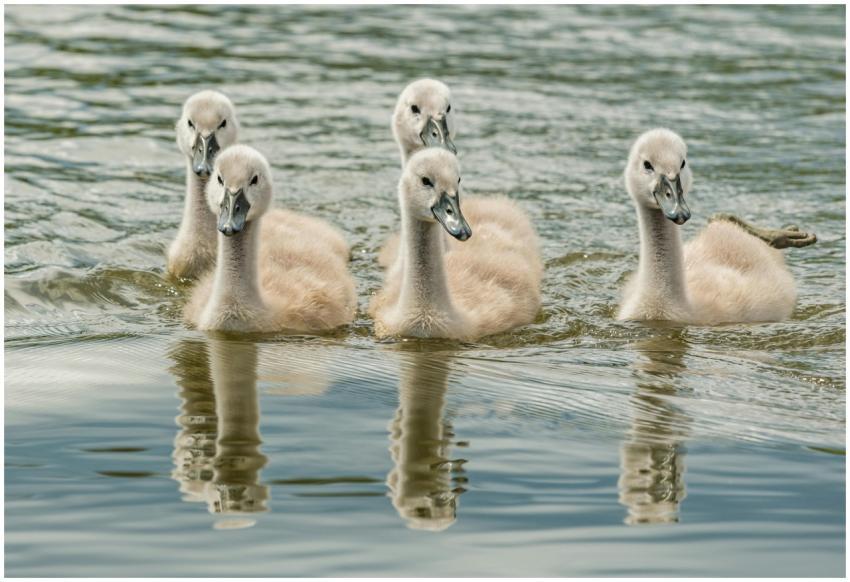 Five young swan cygnets swimming together on a pea