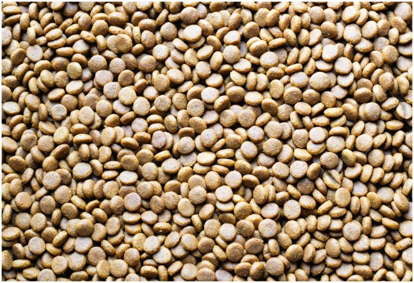 A detailed macro shot of scattered dog food pellet