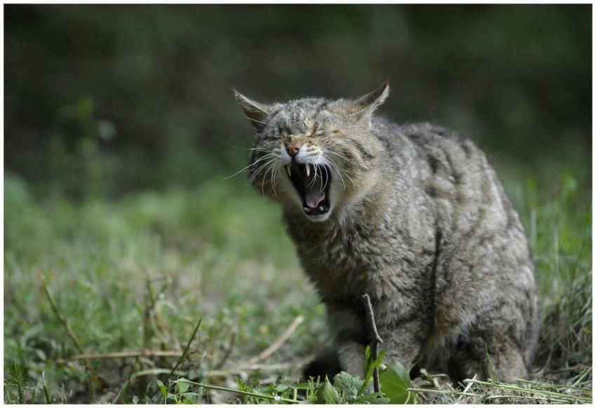 Close-up of a yawning wildcat with fangs exposed i