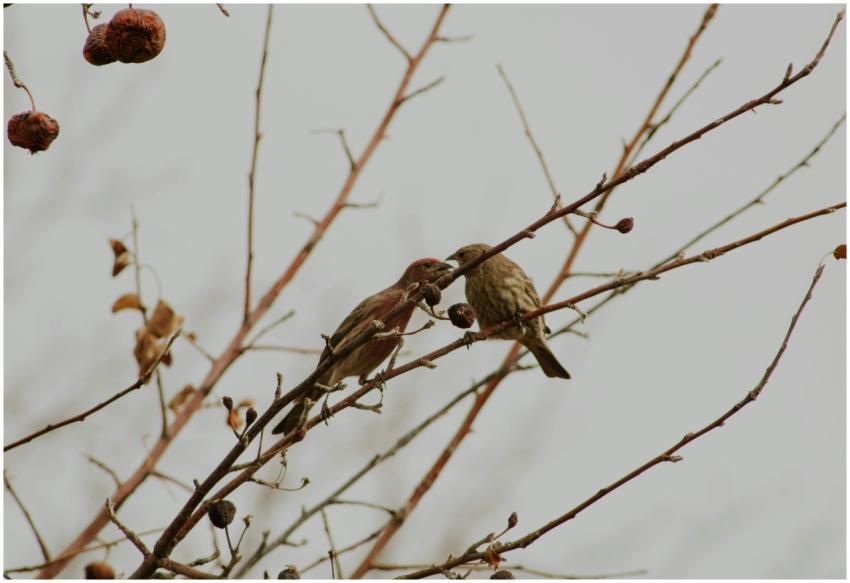 Free stock photo of animal behavior, animal intera