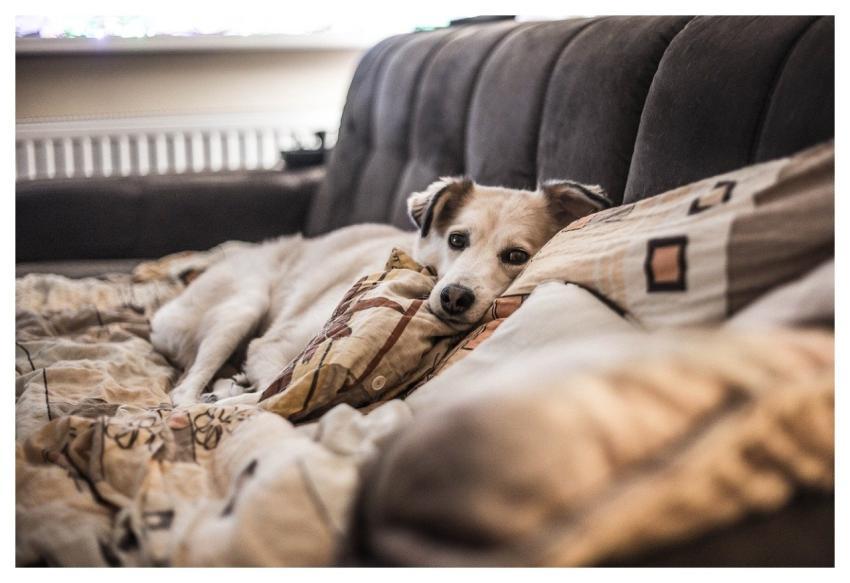 Room Dog Animal Sofa