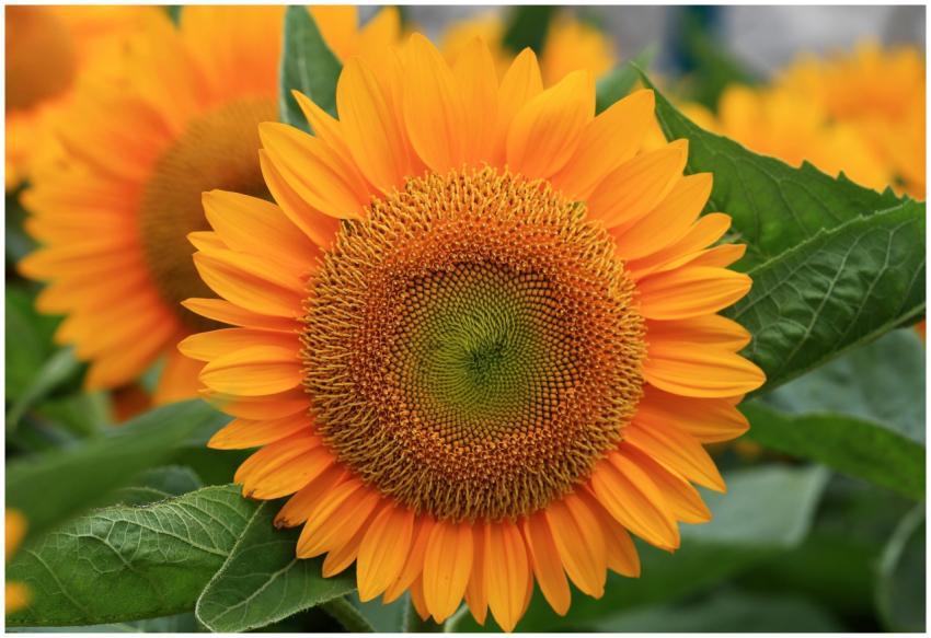 A vibrant close-up of a blooming sunflower with lu
