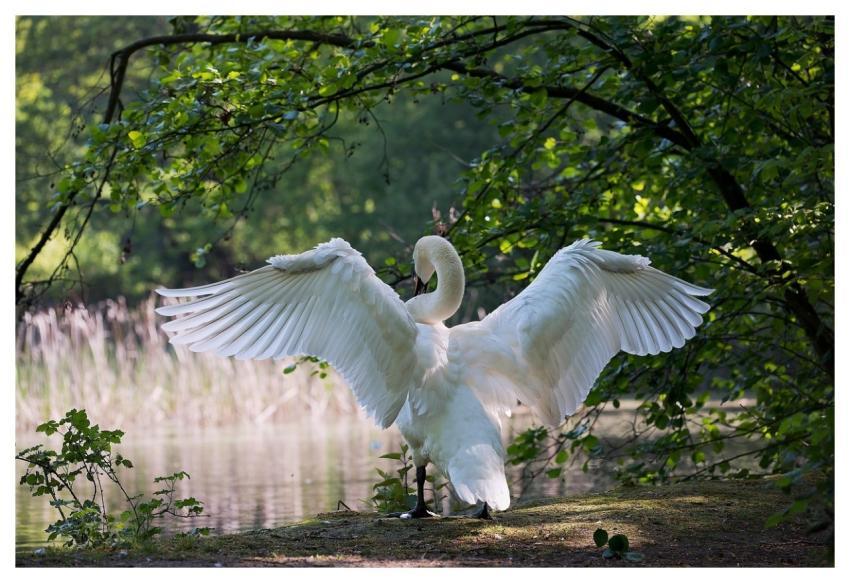 White Swan Bird Wings Feathers