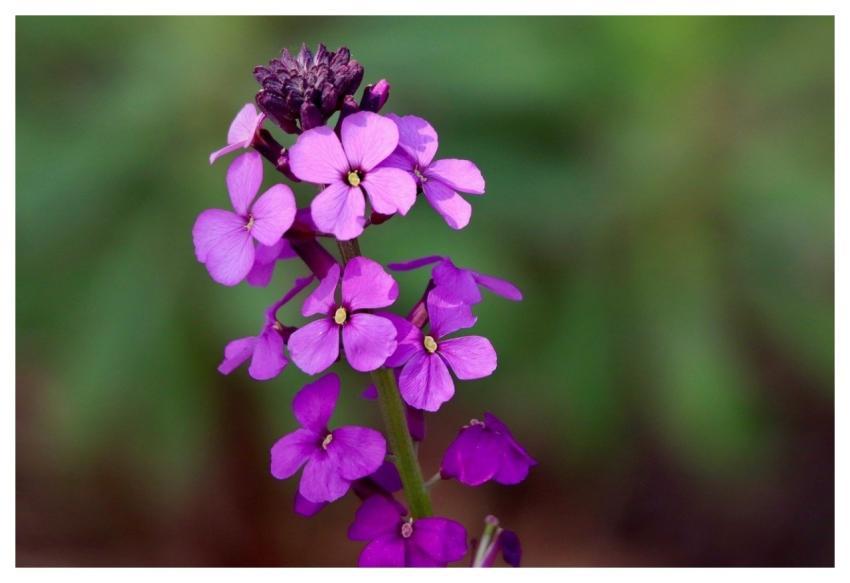 Night Violet Pointed Flower Inflorescence Pink Flo