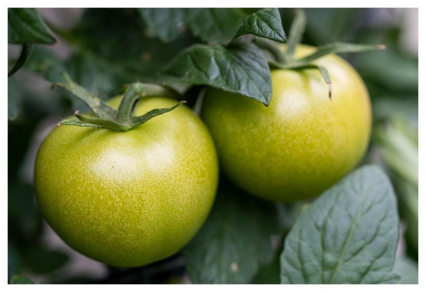 Tomatoes Green Nature Vegetables