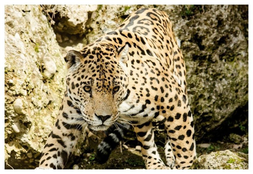Jaguar Animal Zoo Mammal