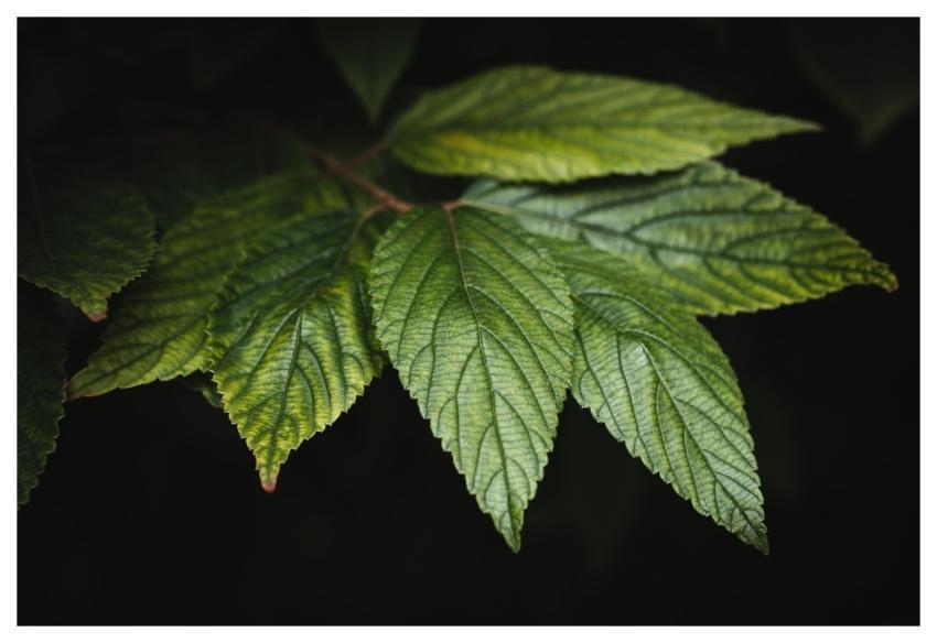 Leaves Green Plant Nature