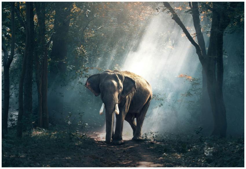 A magnificent elephant stands in a sunlit forest s