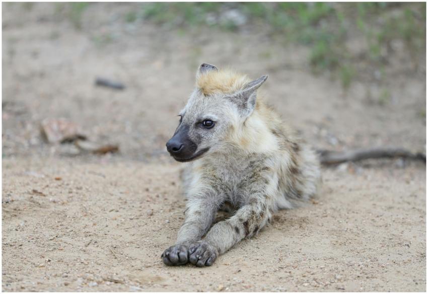 A young spotted hyena rests on sandy ground in a n