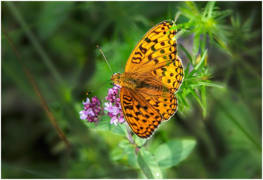 Close-up of a vibrant orange butterfly perched on