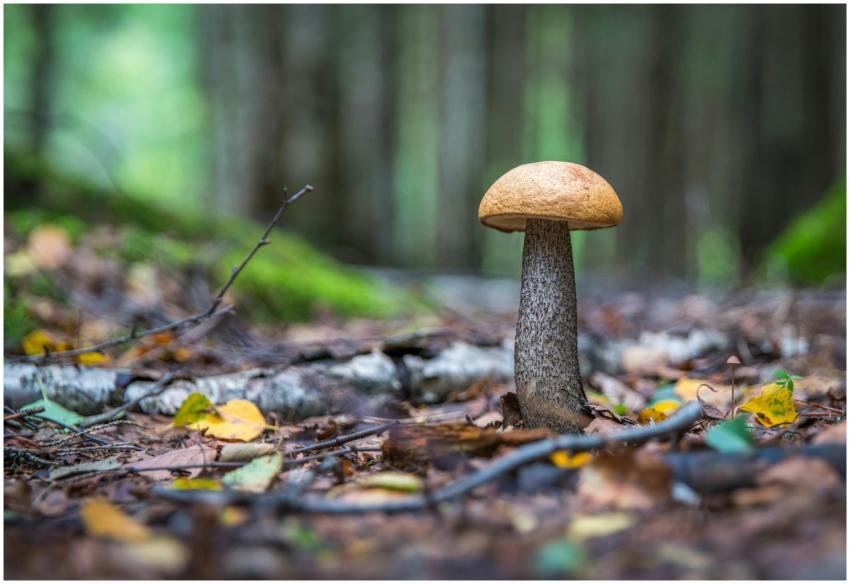 Close-up of a Leccinum mushroom growing on the for