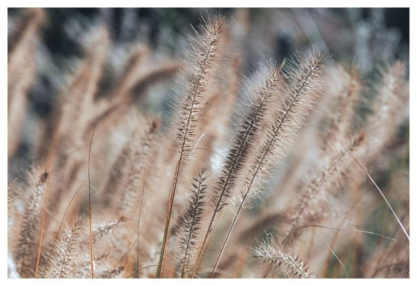 Grass Nature Wallpaper Reed Free Wallpaper