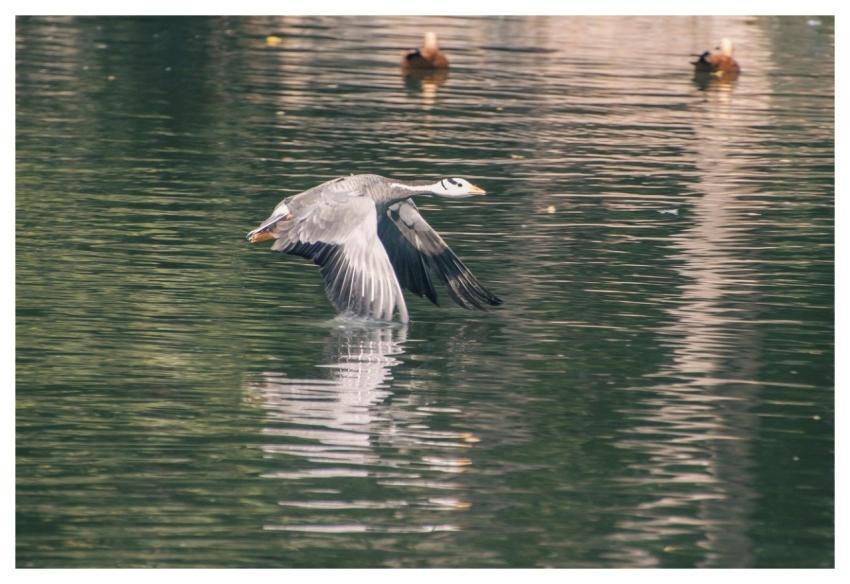 Bar-Headed Goose Bird Waterfowl Feathers