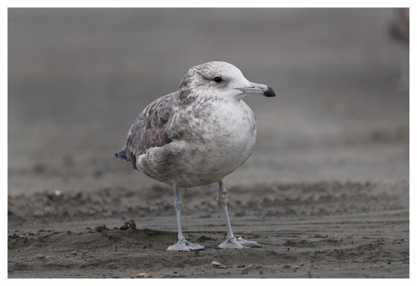 Seagull Nature Animal Wildlife